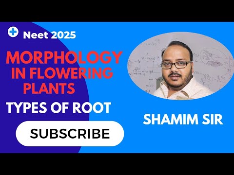 Types of root|Morphology in Flowering plants class 11|NEET