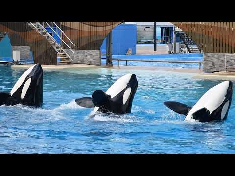 Orca Encounter (Full Show) - SeaWorld Orlando - July 13, 2024