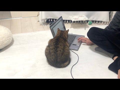 仕事のジャマをする毛玉(猫)が常に横におって可愛い…