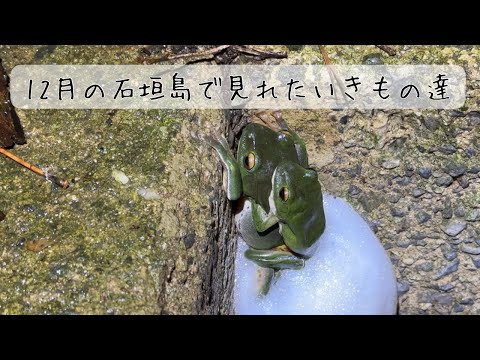 12月の石垣島のいきもの達