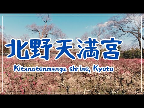 【3min Kyoto】3分で巡る「北野天満宮・梅苑」~Kitanotenmangu shrine, Kyoto Japan~