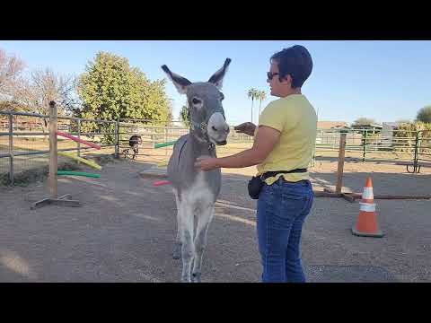 Teaching Sancho to shake