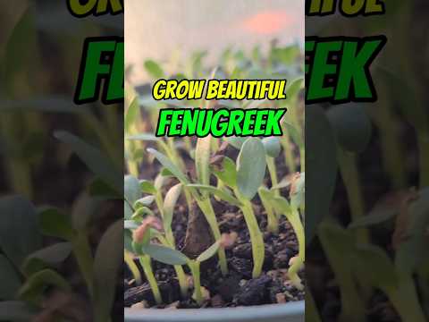 Grow FENUGREEK(Methi) from grocery store seeds