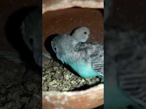 Budgie bird egg hatching Chicks Growth Day 33 #Viral #Shorts