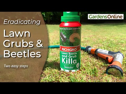 How to Get Rid of Lawn Beetles & Grubs