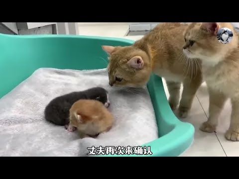 母猫领养小猫，丈夫却以为自己被“绿”，这点男人都很现实#猫咪