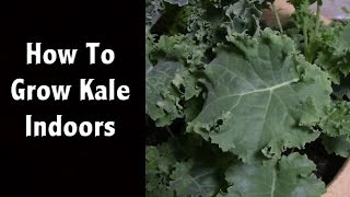 How To Grow Kale Indoors - Also My Favorite LED Grow Light - Off Grid Living