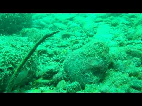 08072020 Encountering a brown pipe fish -Jude