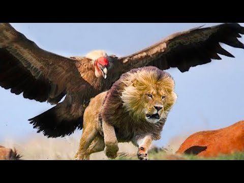 15 Times Animals Messed with The Wrong Eagle