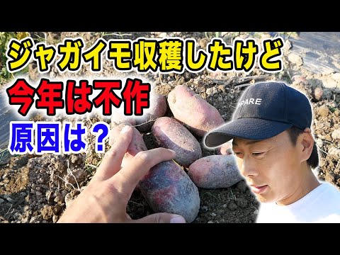 【ジャガイモ収穫】肥料は鶏糞のみ！今年は収穫量に異変が、、、