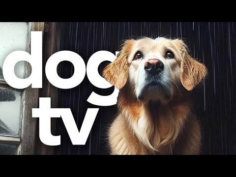 Relax Your Dog TV | Walking and Adventuring Video for Dogs to Watch (60FPS)