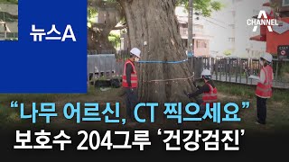 “300세 나무 어르신, CT 찍으세요”…보호수 204그루 ‘건강검진’ | 뉴스A