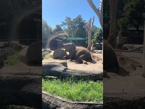 Elephants for Kids🐘 Animals at the Zoo | Educational video for children #zooanimals