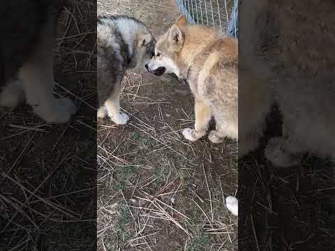 #wolf #wolfdog grunted each other