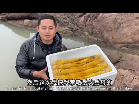 【阿向趕海】千元野生大黃魚打窩 引來群鯊霸坑，昂貴東星斑手到擒來大賣三千