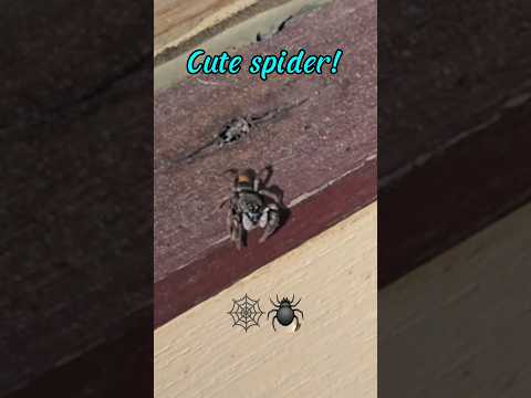 Cute Spider is cool!..🕸🕷 #findinggspots #spiders