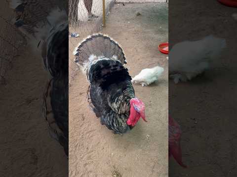 🐔🦃🦃bronze turkeys at Mysore zoo#turkey #ZOO #viral #youtubeshorts