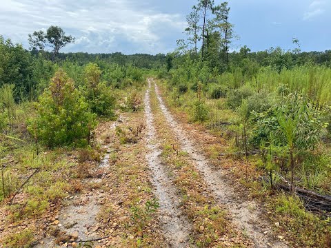 Warren County, GA - 55 Acres - Stony Hill Farm