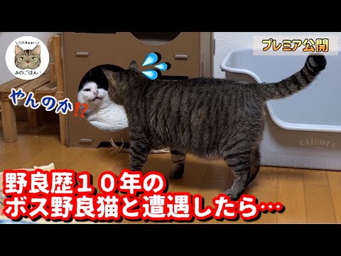 緊急保護した野良猫に元ボス猫が取った驚きの行動がこちら！！まるで人間みたいな気づかい！？