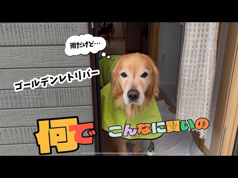 The healing power is incredible! The super-intelligent golden retriever "Hot-kun"