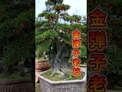 #金弹子 老桩，有喜欢的双击评论加关注 #bonsaitree #tree #bonsailovers #bonsaigarden