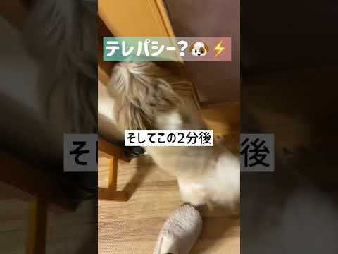 【テレパシー説】家族が帰ってくるタイミングを🐶だけが分かっているのはなぜ？ #shihtzu #シーズー #可愛い #子犬 #犬 #癒し #テレパシー