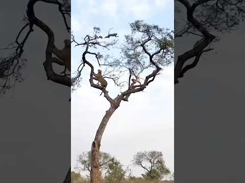 Monkey Trapped in a Tree with Hungry Leopard  || #leopard #wildlife #animals #trending #shorts