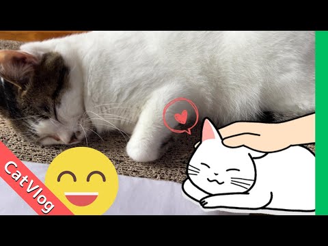 [Cat Vlog😸] A lecture for the hot-tempered Choro😅 #Cute #Cat #Vlog