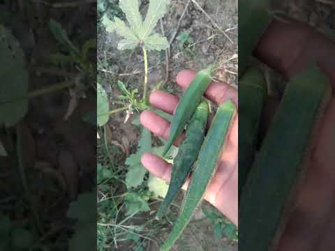 Harvesting 3 Green chili #gardening  #garden #ideas