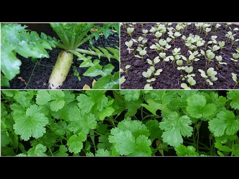 Late November Allotment Update - Grow Fruit & Vegetables - Shokher Bagan 2020