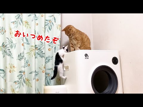 逃げる先住猫をとうとう追いつめた子猫