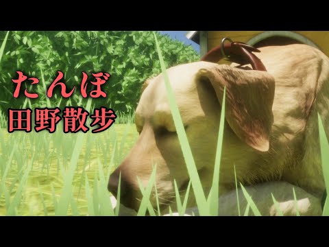 狗狗的田野散步恐怖故事【阿津】たんぼ/The Paddy Field 恐怖遊戲