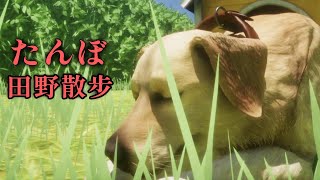 狗狗的田野散步恐怖故事【阿津】たんぼ/The Paddy Field 恐怖遊戲