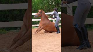 Natural horse training horse sits down❤️#haris #horseriding #horsevideo ##horserider #horses #horse