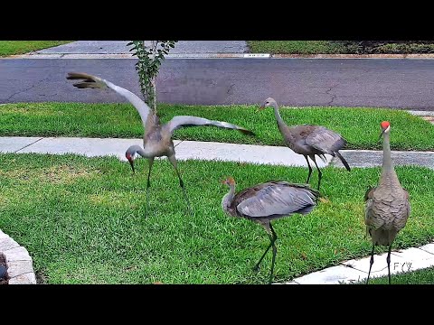 Crane Family Funny Clip FYV