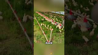 Americans  invented this kind of mobile chicken farm. #viralvideo #viralshort #shortsfeed