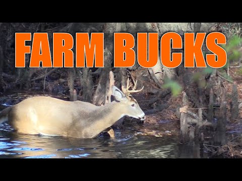 Bowhunting farm bucks [they're everywhere!] | N1 Outdoors