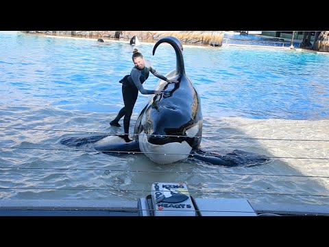 Happy 46th Birthday, Ulises! - Orca Encounter (Full Show) - SeaWorld San Diego - January 2, 2024