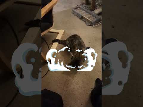 Bucky's Dance Party #Shorts #FunnyCats #PetVideos @Sukoto140