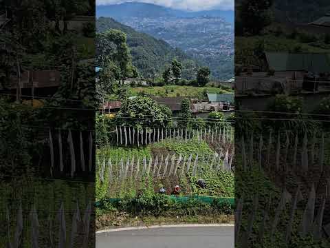 Gangtok, Sikkim's beautiful scenery and the farmers' hard work in such a warm weather.