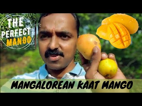 Mangalorean KAAT MANGO | SPECIAL MANGO WITH GREAT COLOUR AND TASTE | WILD MANGO | ಕಟ್ ಕುಕ್ಕು |#mango