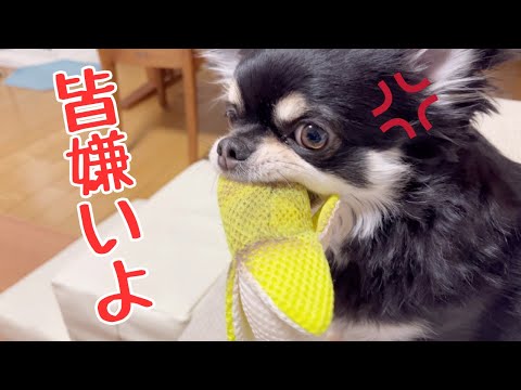 悲報　愛犬に嫌われる…😭#チワワ #chihuahuas#dog