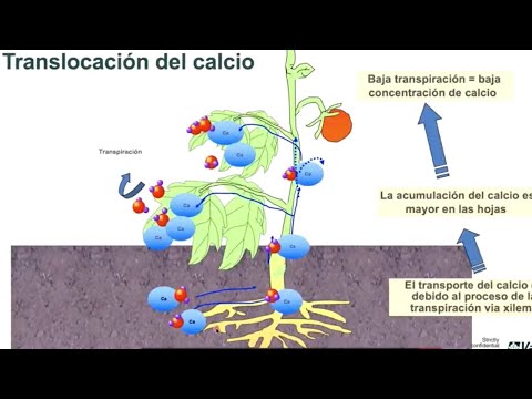 Calcium in Plant Nutrition, absorption, deficiencies, sources.