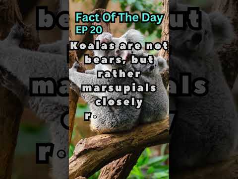 Fact Of The Day| Ep 20| Koala, the marsupial #shorts #trending #koala #nature #marsupials