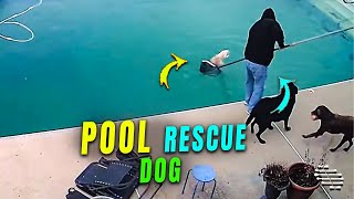 Man Picks up a Dog That Can’t See from Pool Using a Net