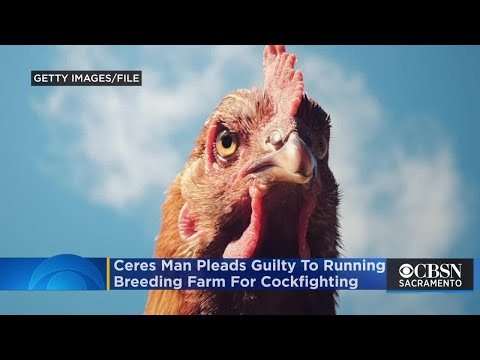 Ceres Man, 74, Pleads Guilty To Running Breeding Farm For Cockfighting