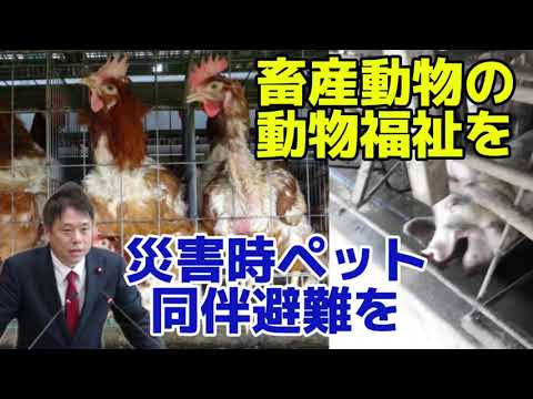 畜産動物の動物福祉推進を！災害時にペット同伴避難できる環境整備を！　かばさわ洋平千葉市議会議員一般質問　2024.9.25