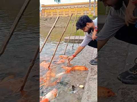 fish feeding ♥️