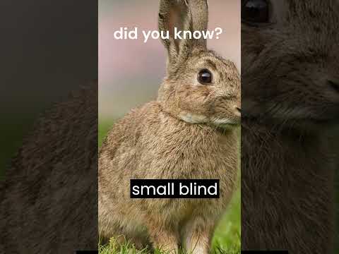 Unbelievable Rabbit Vision Revealed #facts #amazingfacts #unknown facts