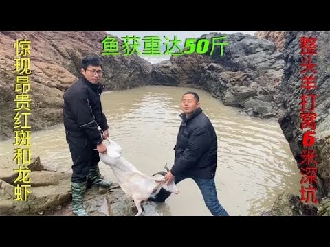 【阿向趕海】價值2800的喜羊羊打窩 驚現昂貴紅斑 擒獲罕見小龍蝦 魚獲達50斤